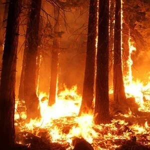 Workshop: Fire on the Land (2020)