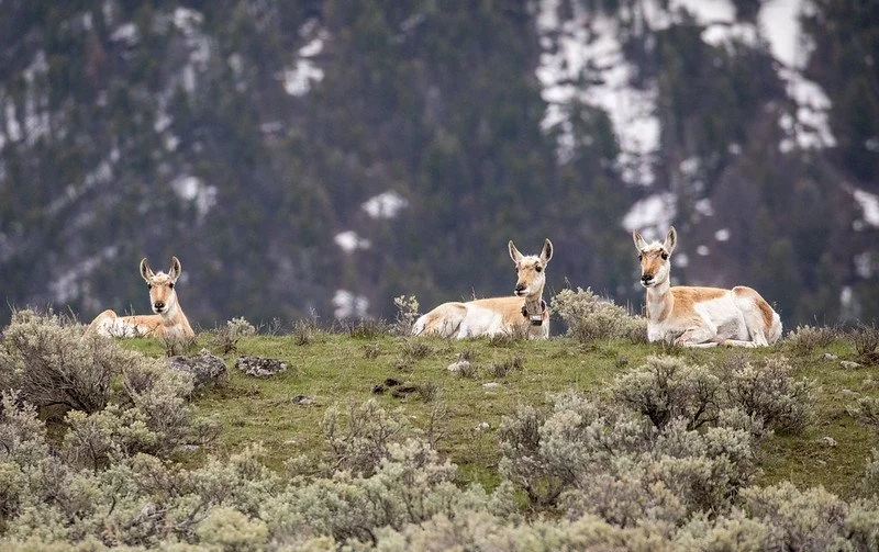 Beyond Yellowstone: Connecting a Divided Landscape (SEJ Post-Conference Tour)