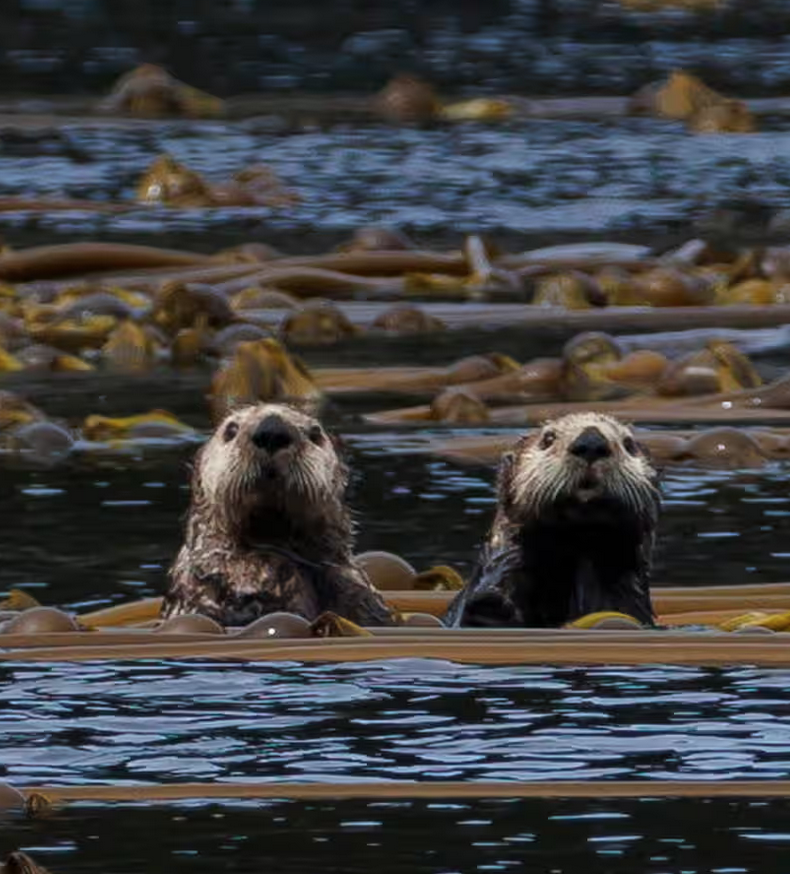 Fellows at Work: Fire on the Ground, Otters, Compensation for Stolen Land