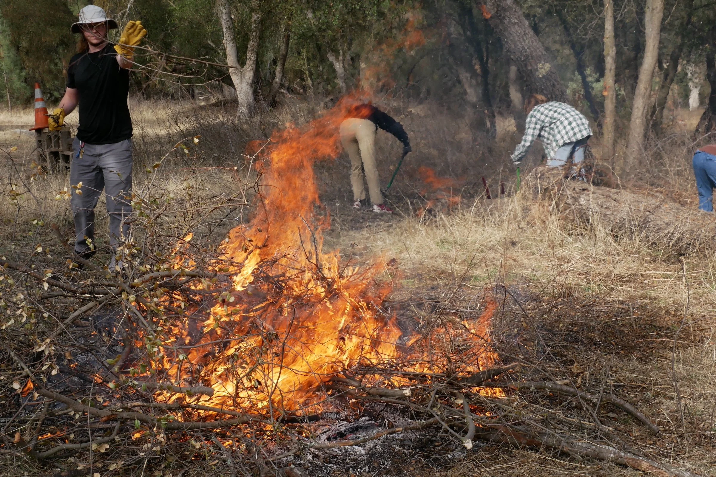 Fellows at Work: Wildlife Overpasses, Successful Beavers, Fire for Water and More