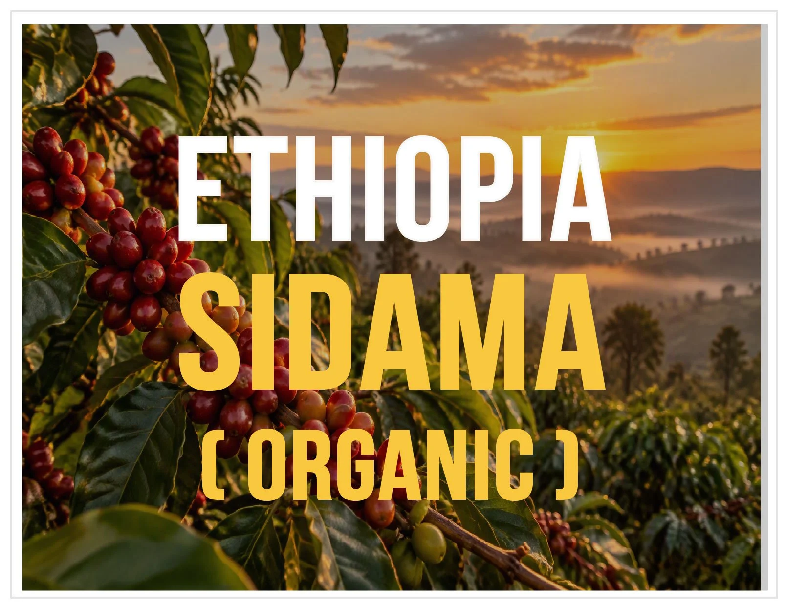 Ethiopia.Sidama.Organic.Website.BlockFINAL.SUNRISE.jpg
