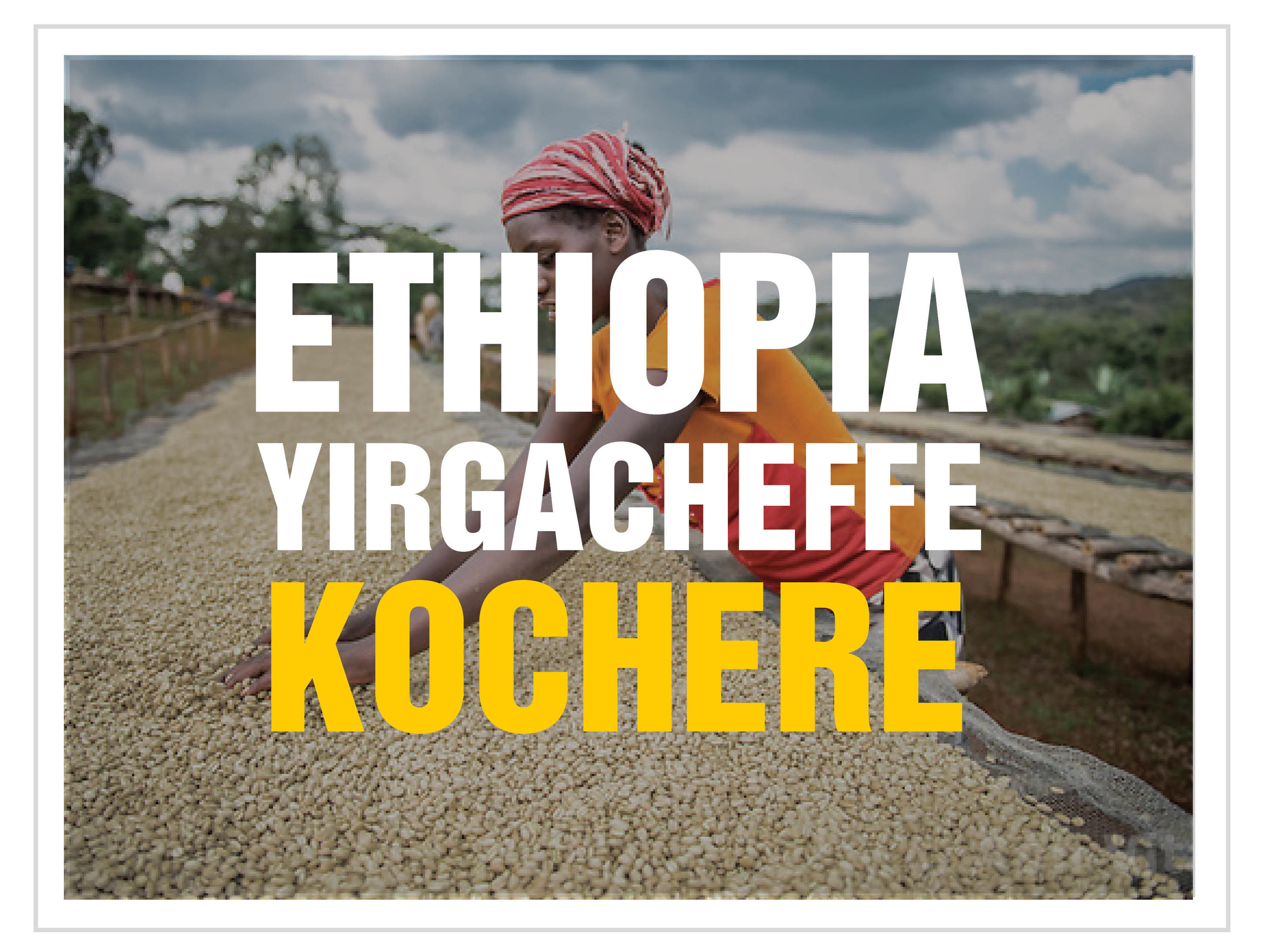 Ethiopia Yirgacheffe Kochere — Blue Donkey Coffee