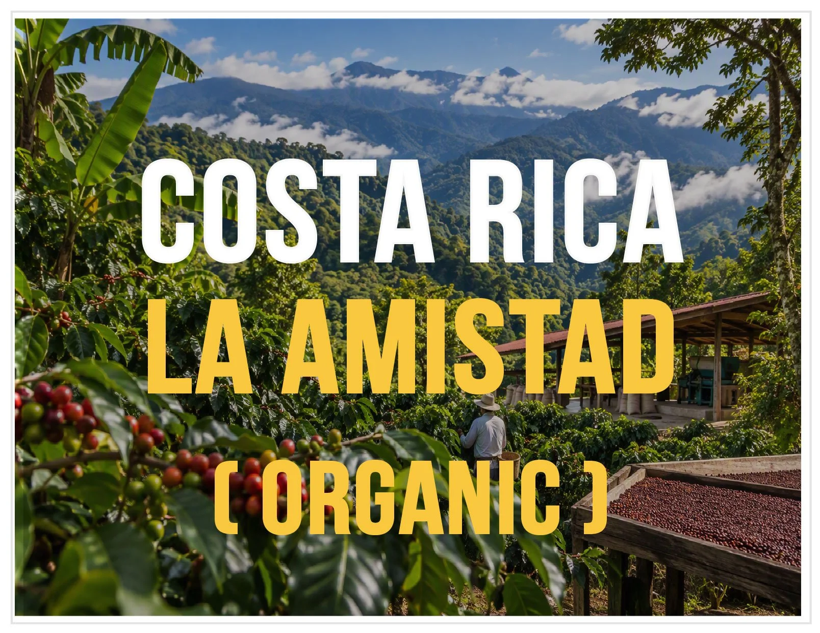 CostaRica.LaAmistadWebsite.Block.jpg