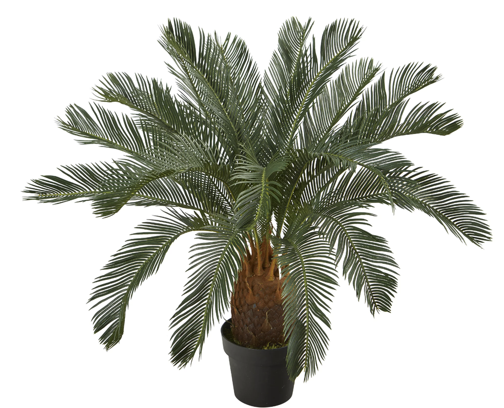 Faux Cycas