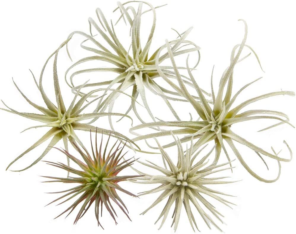 Artificial Air Plants