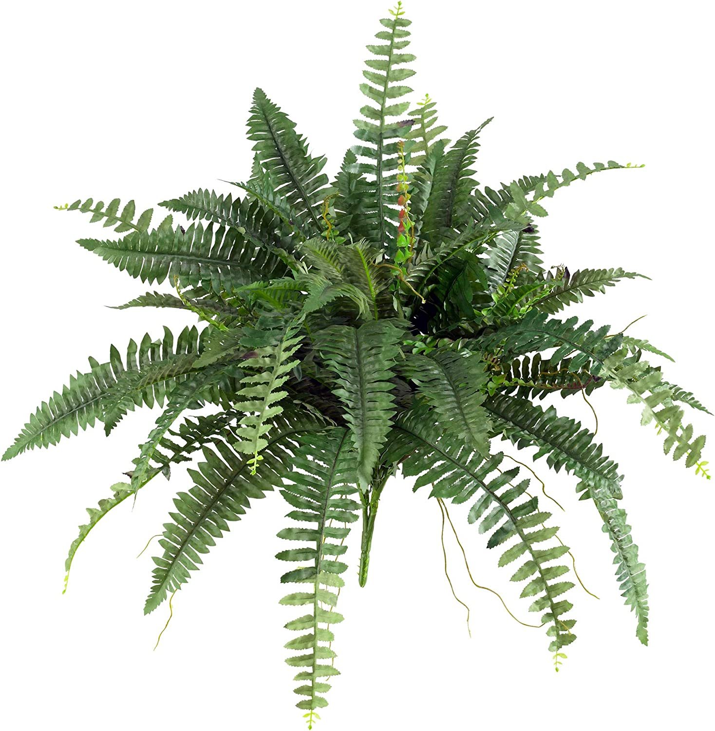 Boston Fern