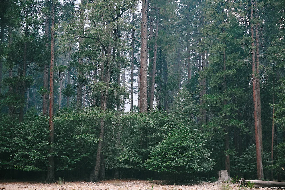 Yosemite National Park Road Trip 11