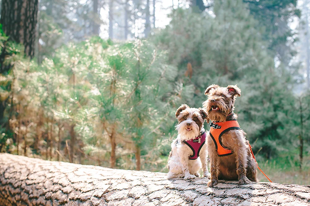 Yosemite National Park Road Trip 32