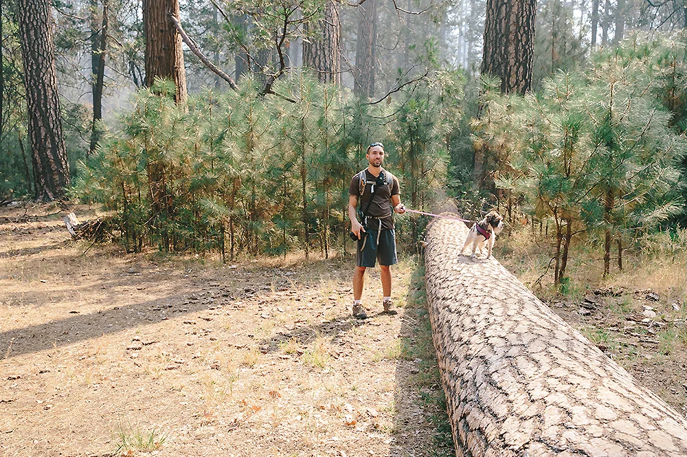 Yosemite National Park Road Trip 43