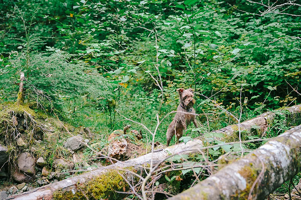 Oregon Road Trip Photographer 40