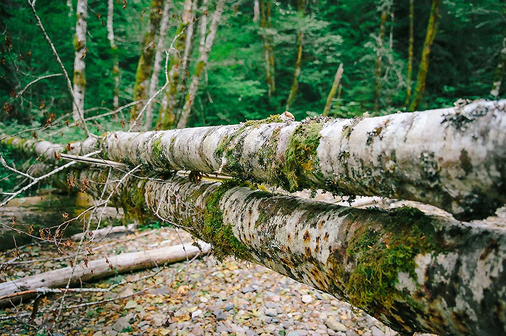 Oregon Road Trip Photographer 46