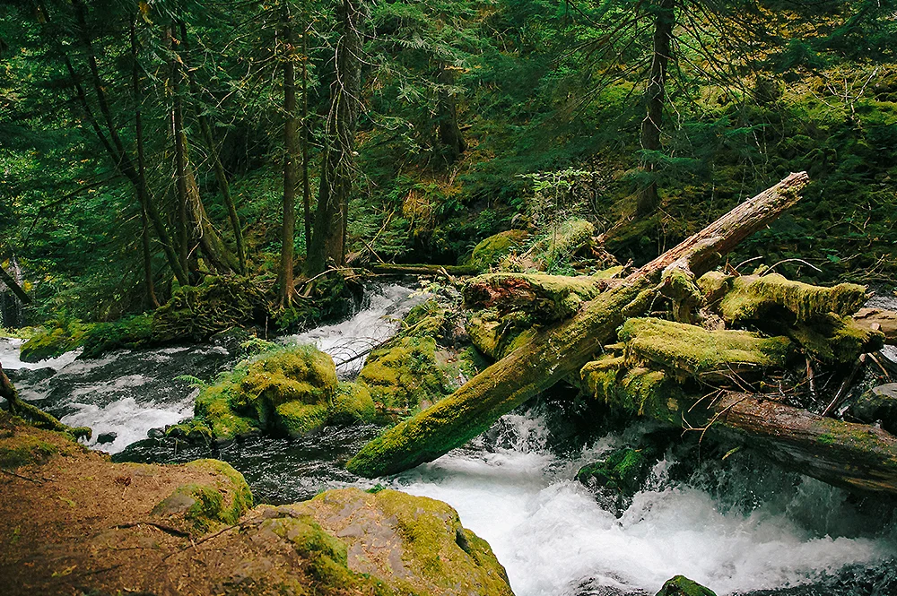 Oregon Road Trip Photographer 57