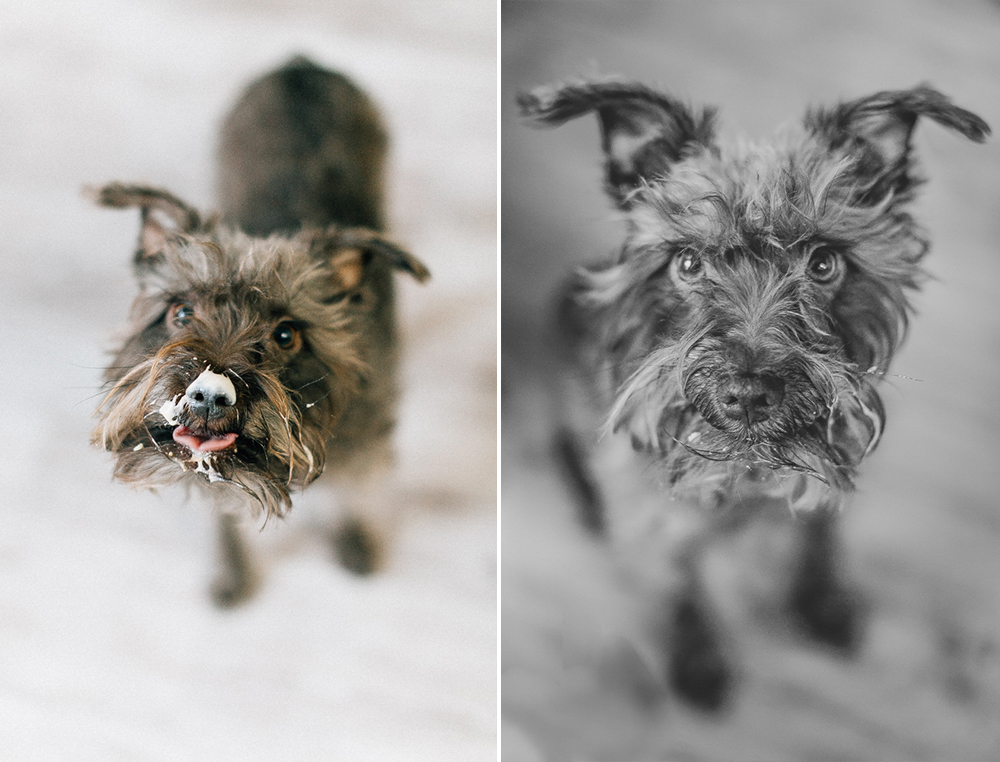 Dog Smash Cake0005.jpg