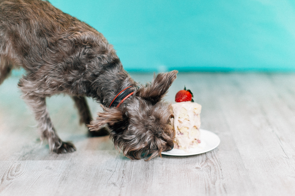 Dog Smash Cake0022.jpg