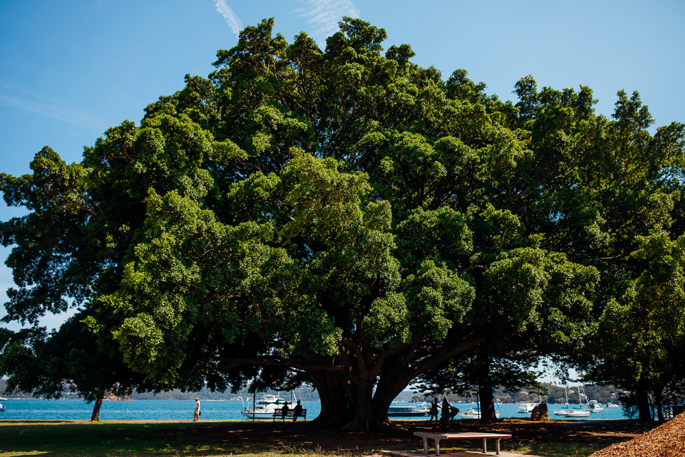 Australia_Wedding_Photographer -1.jpg