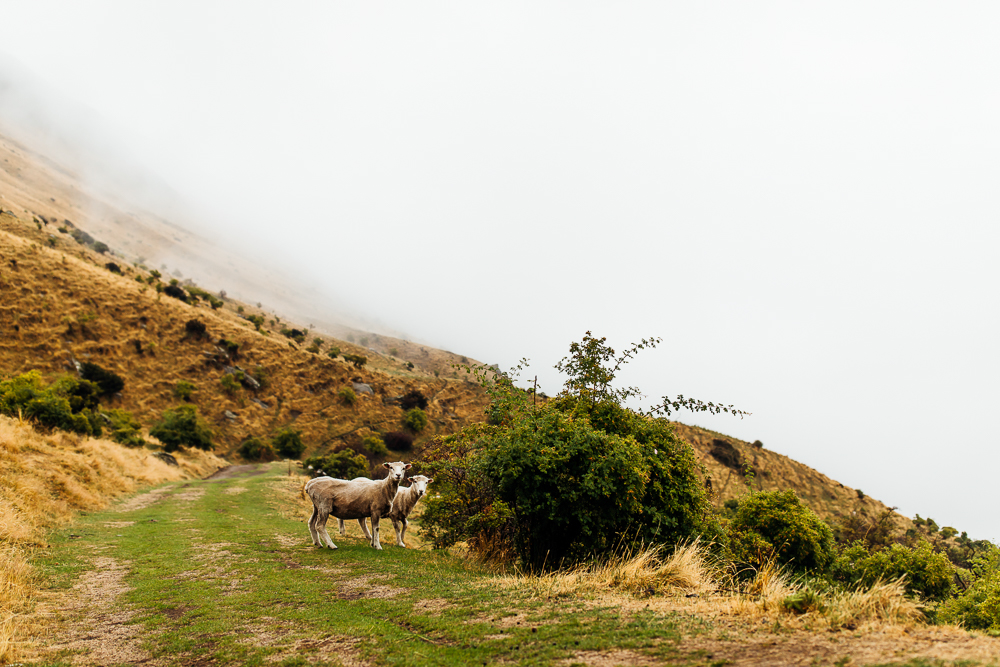 New Zealand Wedding Photographer -108.jpg