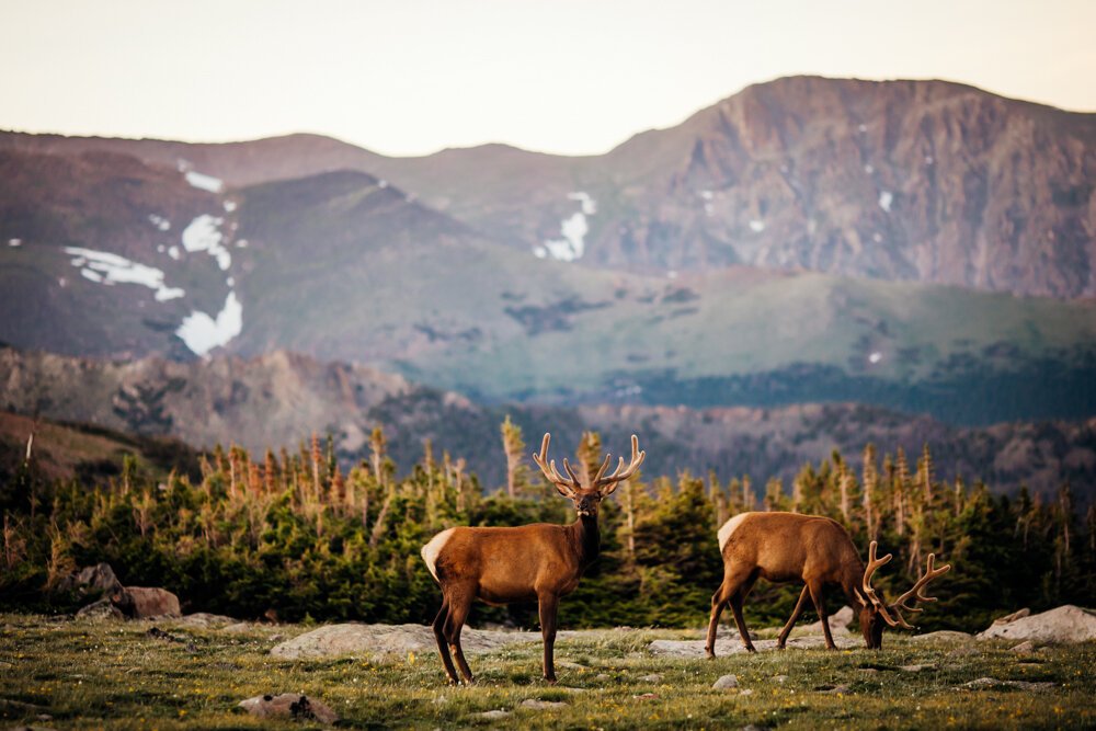 Rocky Mountain National Park Engagement Session -68.jpg
