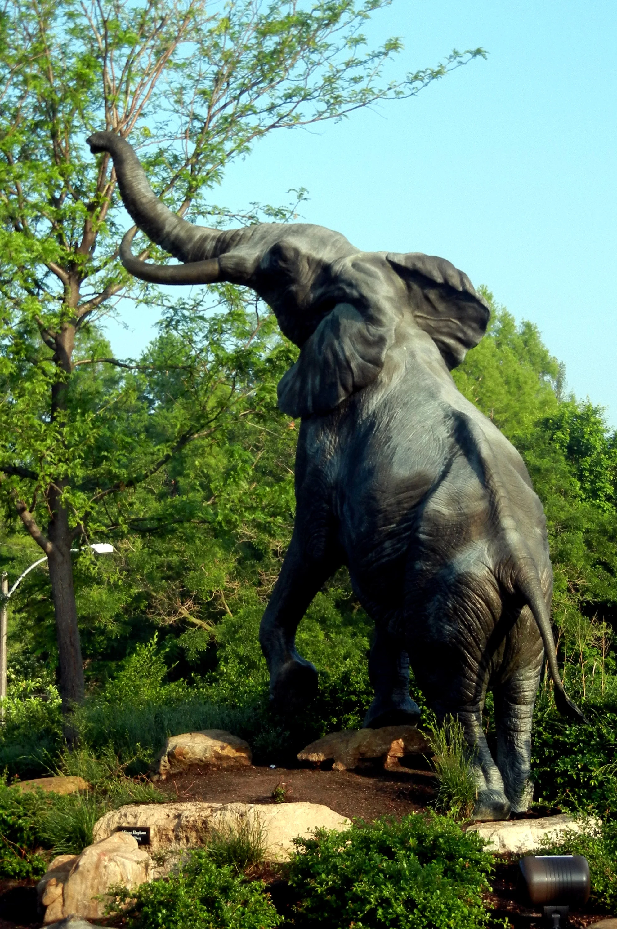 Reaching elephant-2.jpg