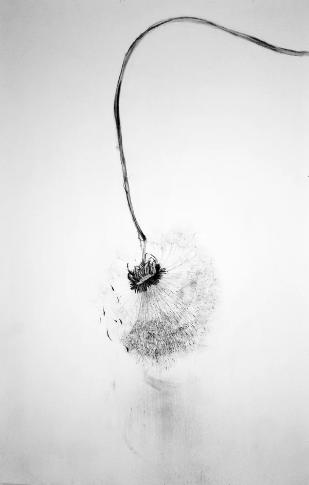 Wish #5 , 83" x 45", charcoal on paper