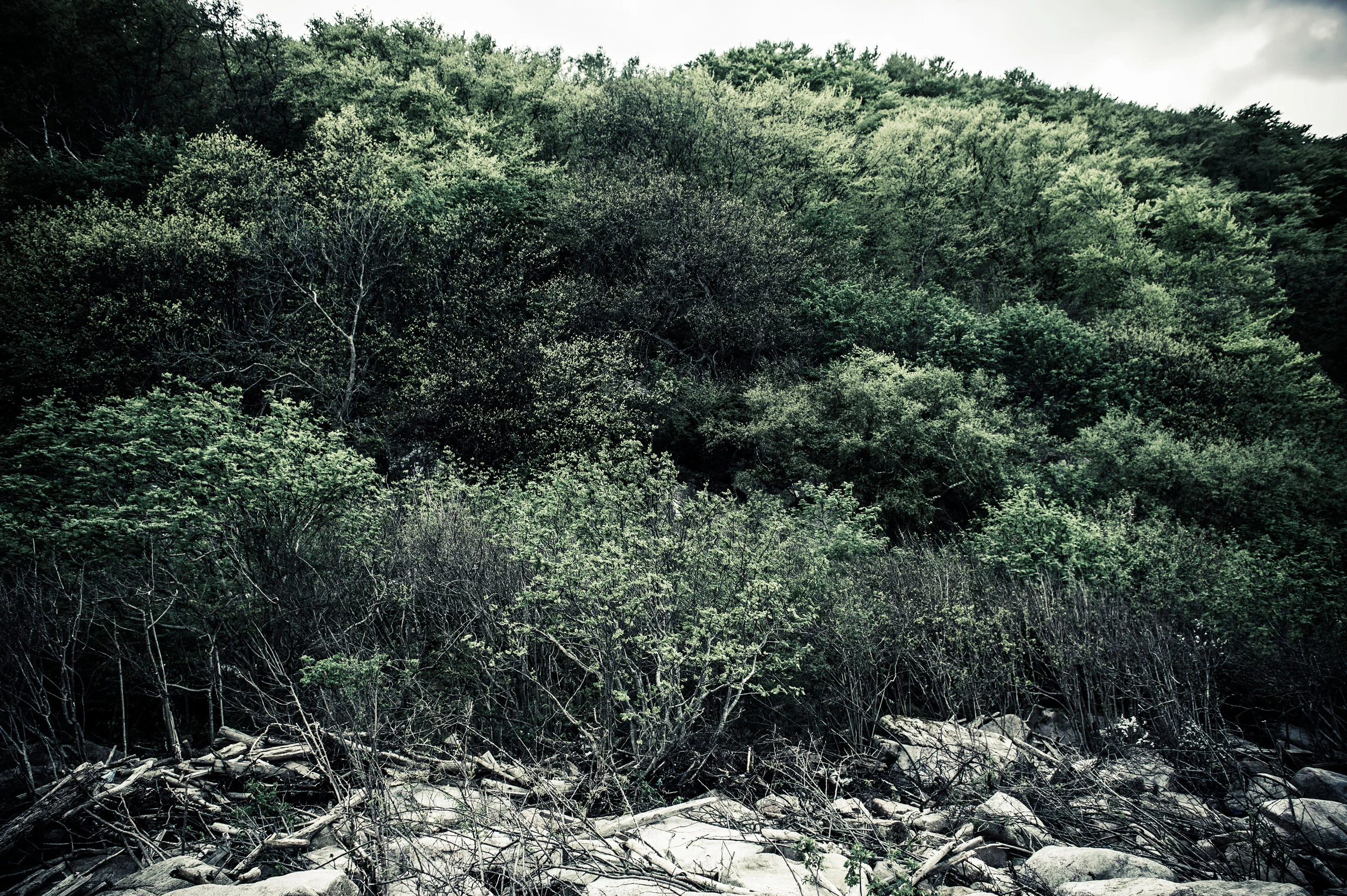 _D4S0989_2RedContrast.jpg