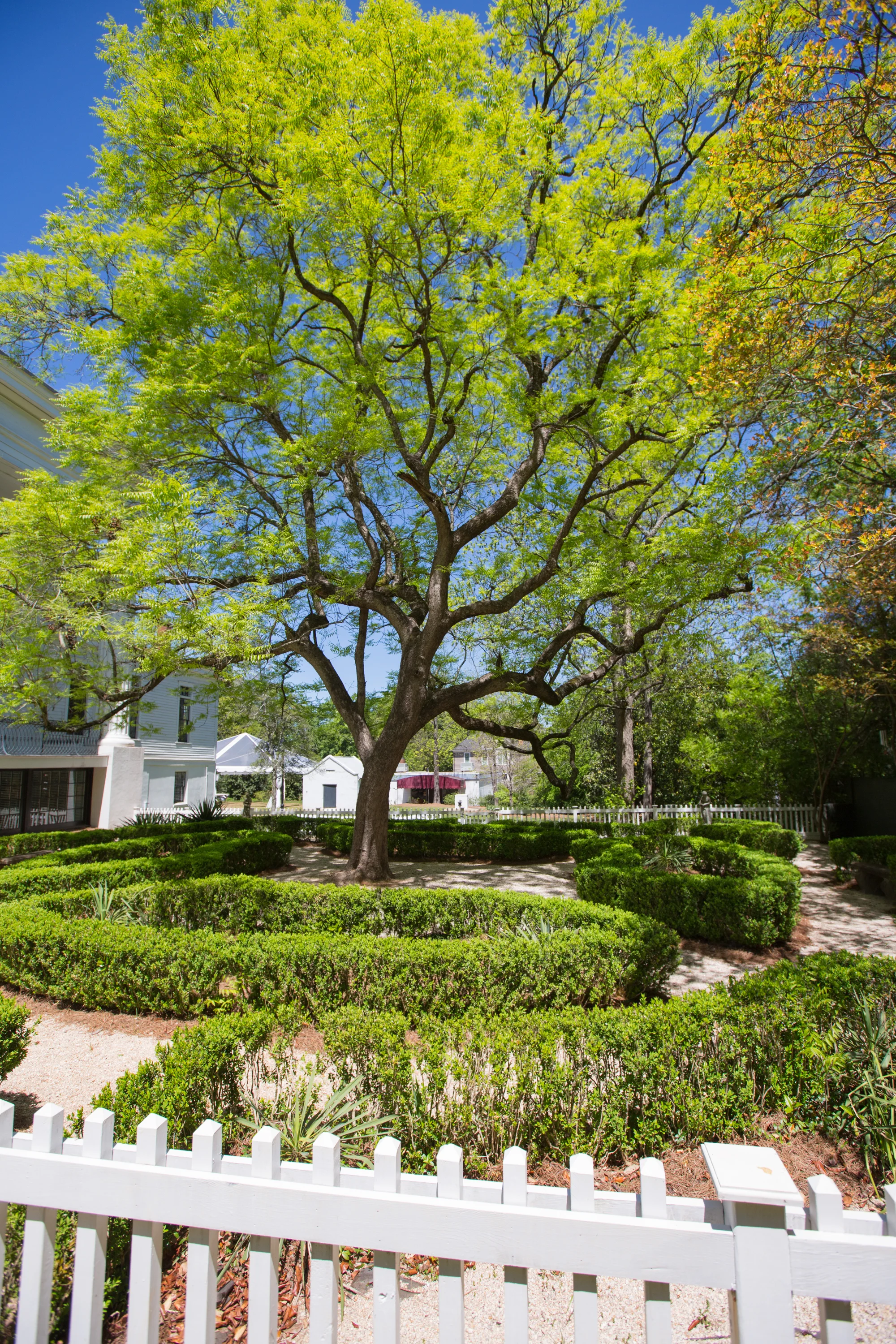 The Garden in early spring, study of contrasts in blue and green
