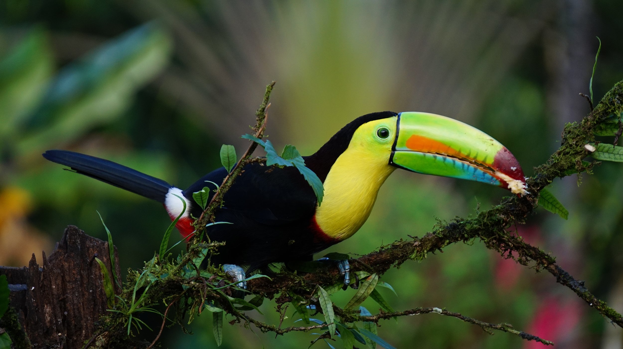 keel-billed-toucan-1021048.jpg