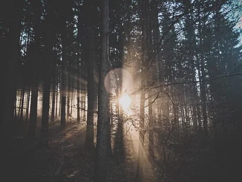 silenece in forest.jpg