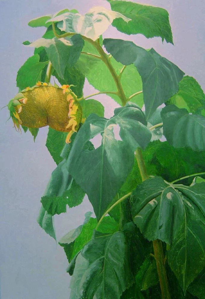 Sunflower in August, 2005. Oil on canvas, 48 x 32 inches. Rebekah Jacob Gallery.