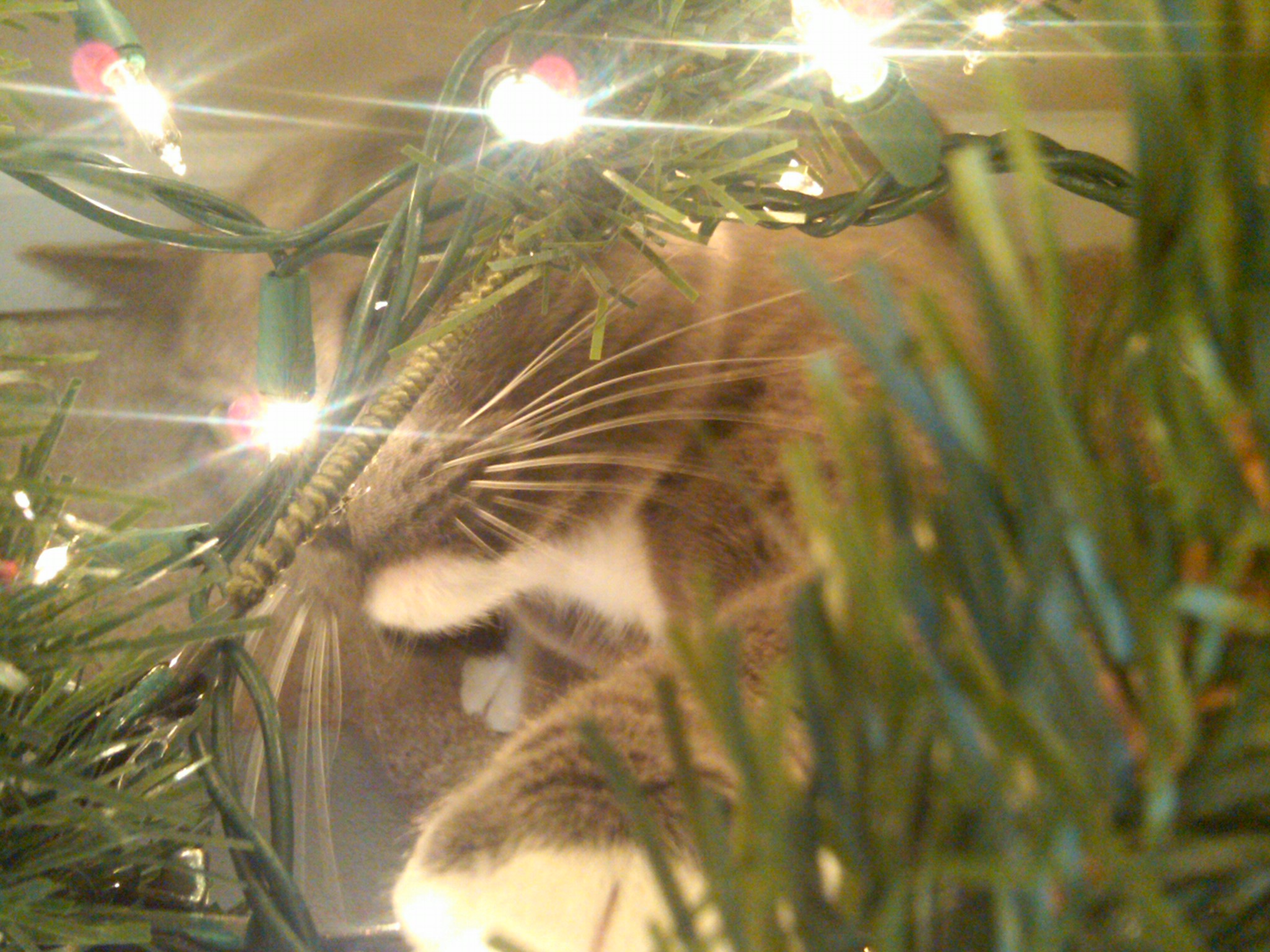 IMG00232-20101211-0803.jpg