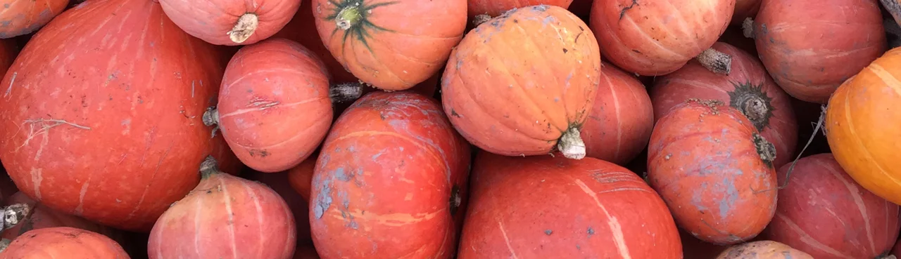 Salad of Roasted Red Kuri Squash, Kale and Hazelnuts