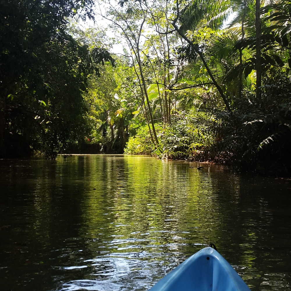 Kayaking in the mangroves of Manuel Antonio