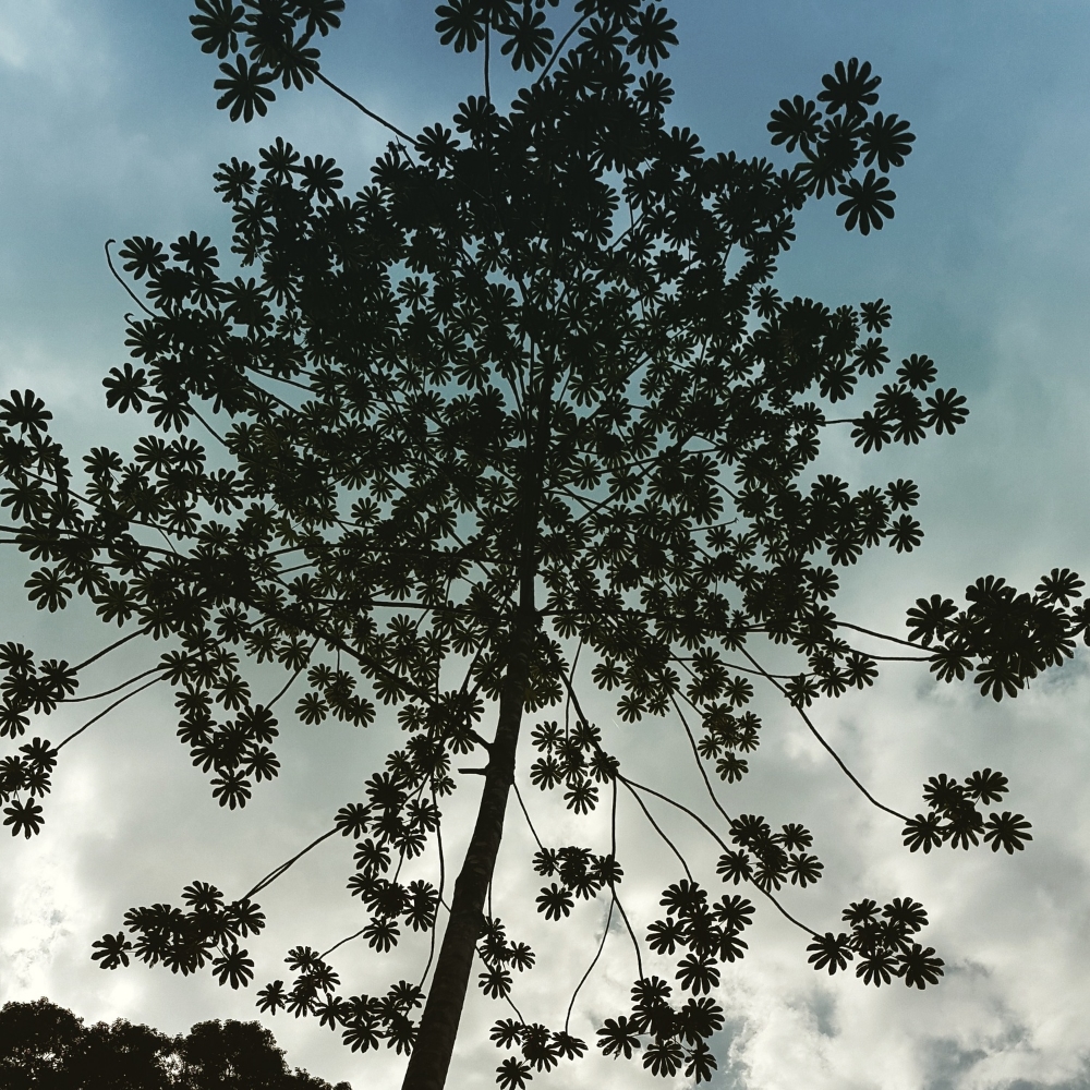 Amazing tree in Saraquipi