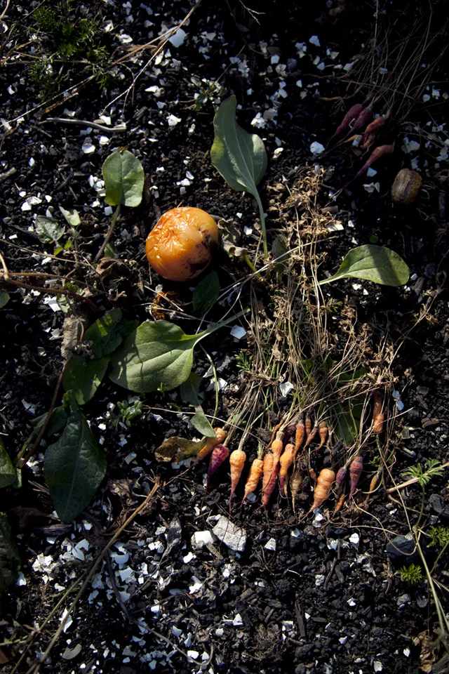 carrots.jpg