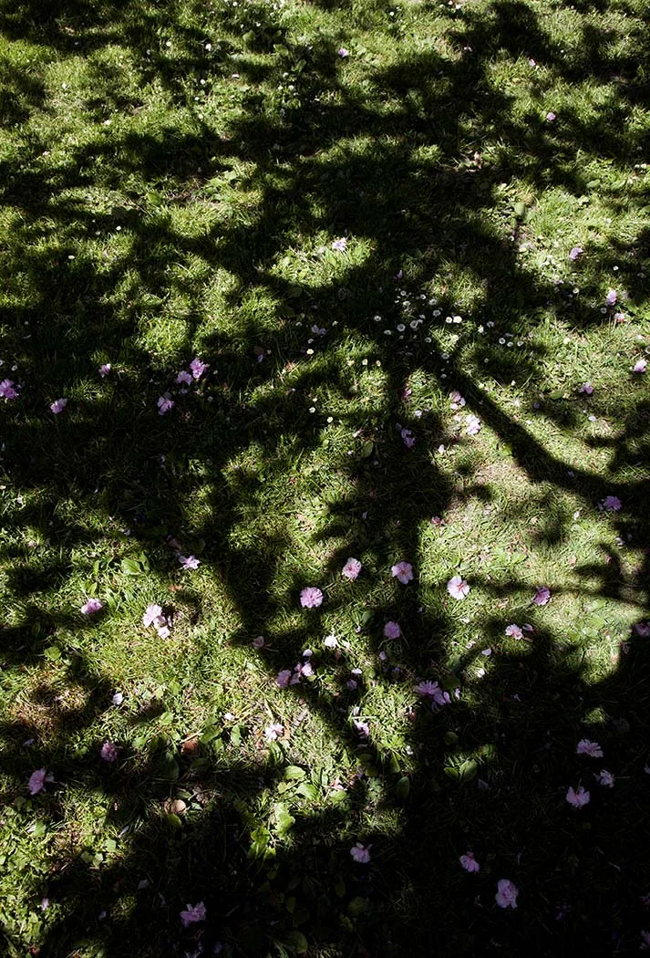 shadow with cherry blossoms.jpg