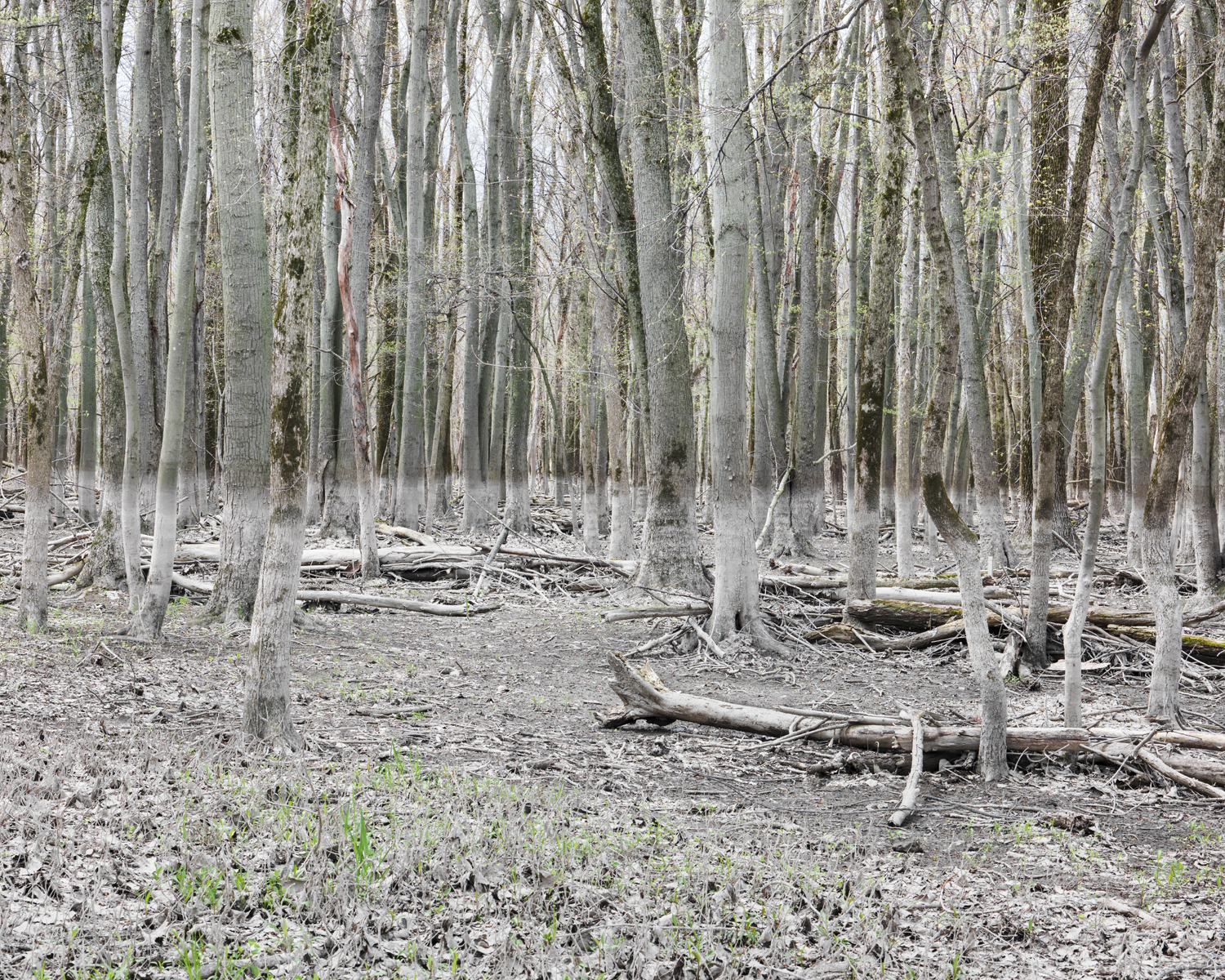 Where the Thornapple meets the Grand River. 2014