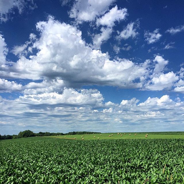 I can't help but like a good #michigan #field in the #summer. I dig those #puffy #clouds too. More to follow... #michigansummers #michigansun #fieldsofgreen #farmland #farm #summertime #sun #cloudysky #color_fab #colorlove #color_rgb #color_vibe #col