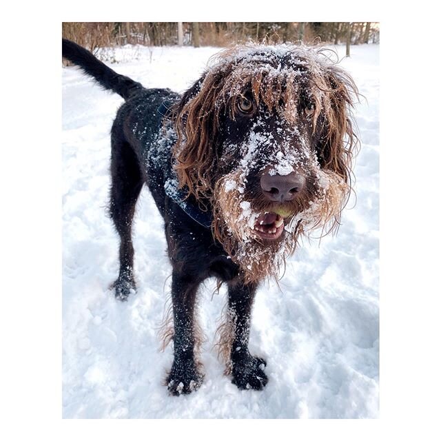 Oliver has his own Instagram these days. He also love snow. @thisdoodleabides