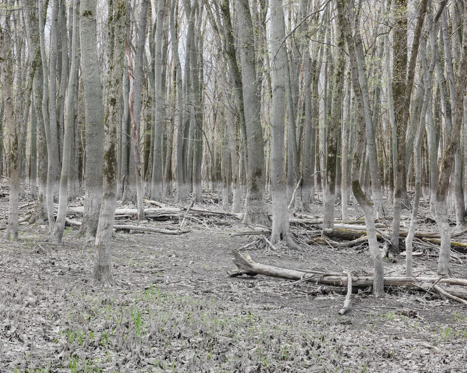 High water line. Where the Thornapple meets the Grand River 2014 Abramowski