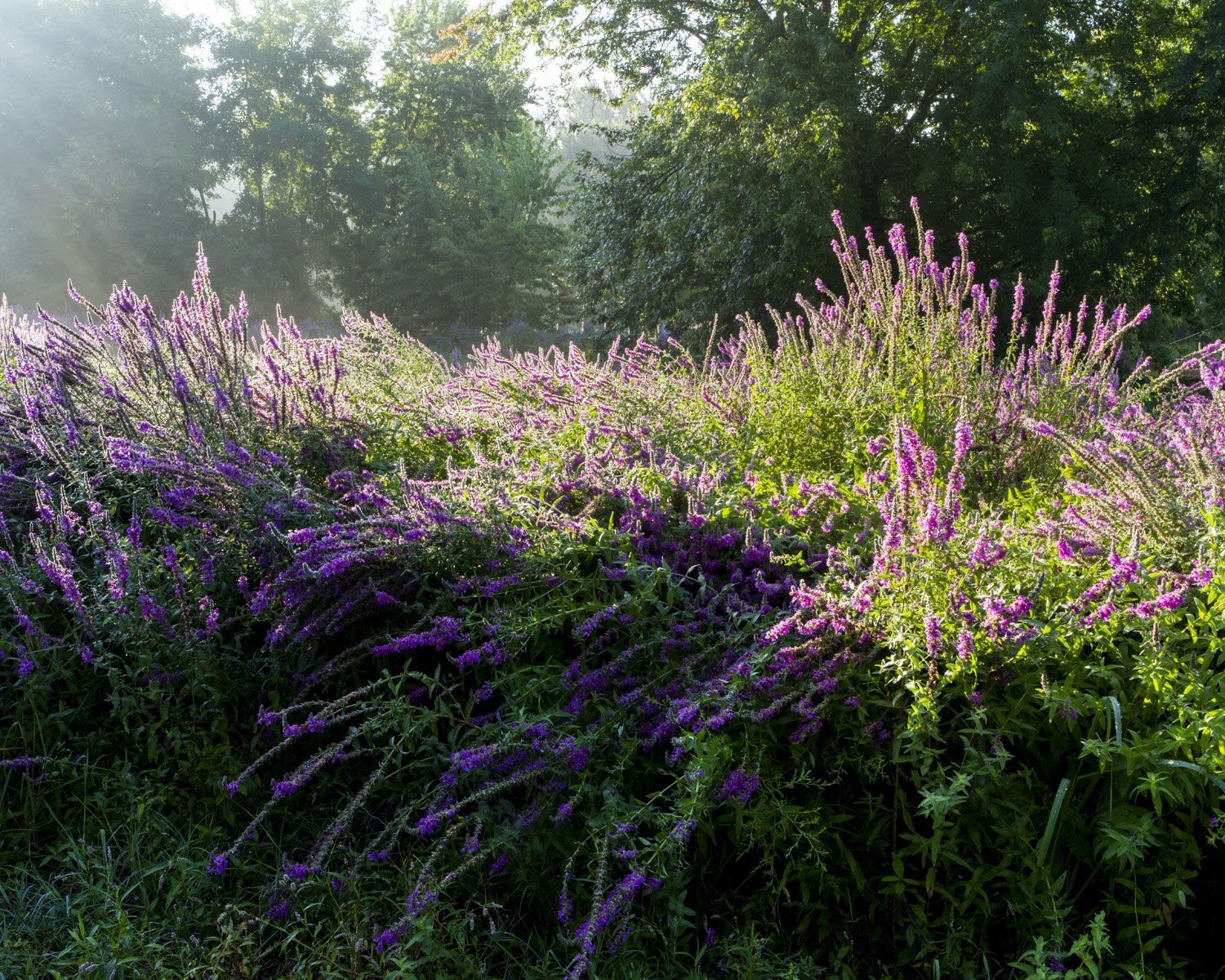 08-20-2014_Purple Loosestrife, Ottawa County 2014.jpg