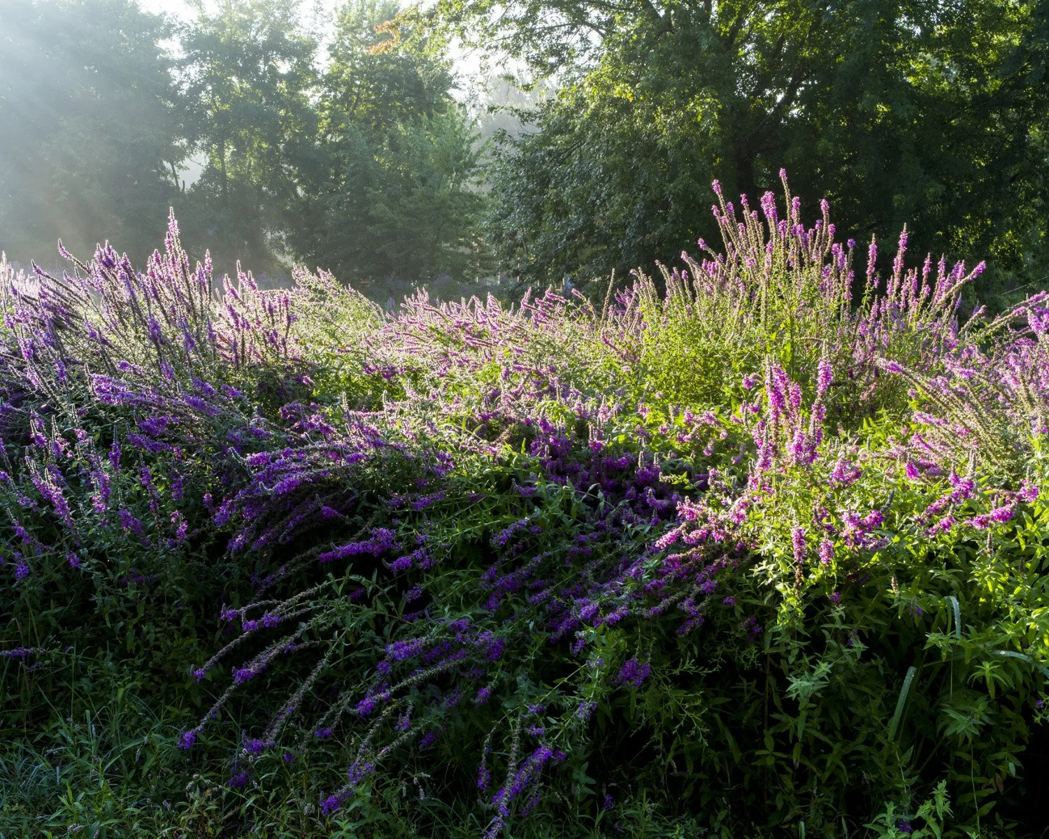 2014-08-20_Purple Loosestrife, Ottawa County 2014.jpg