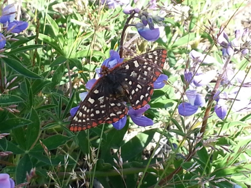 Newly emerged and drying its wings. Welcome, butterfly!