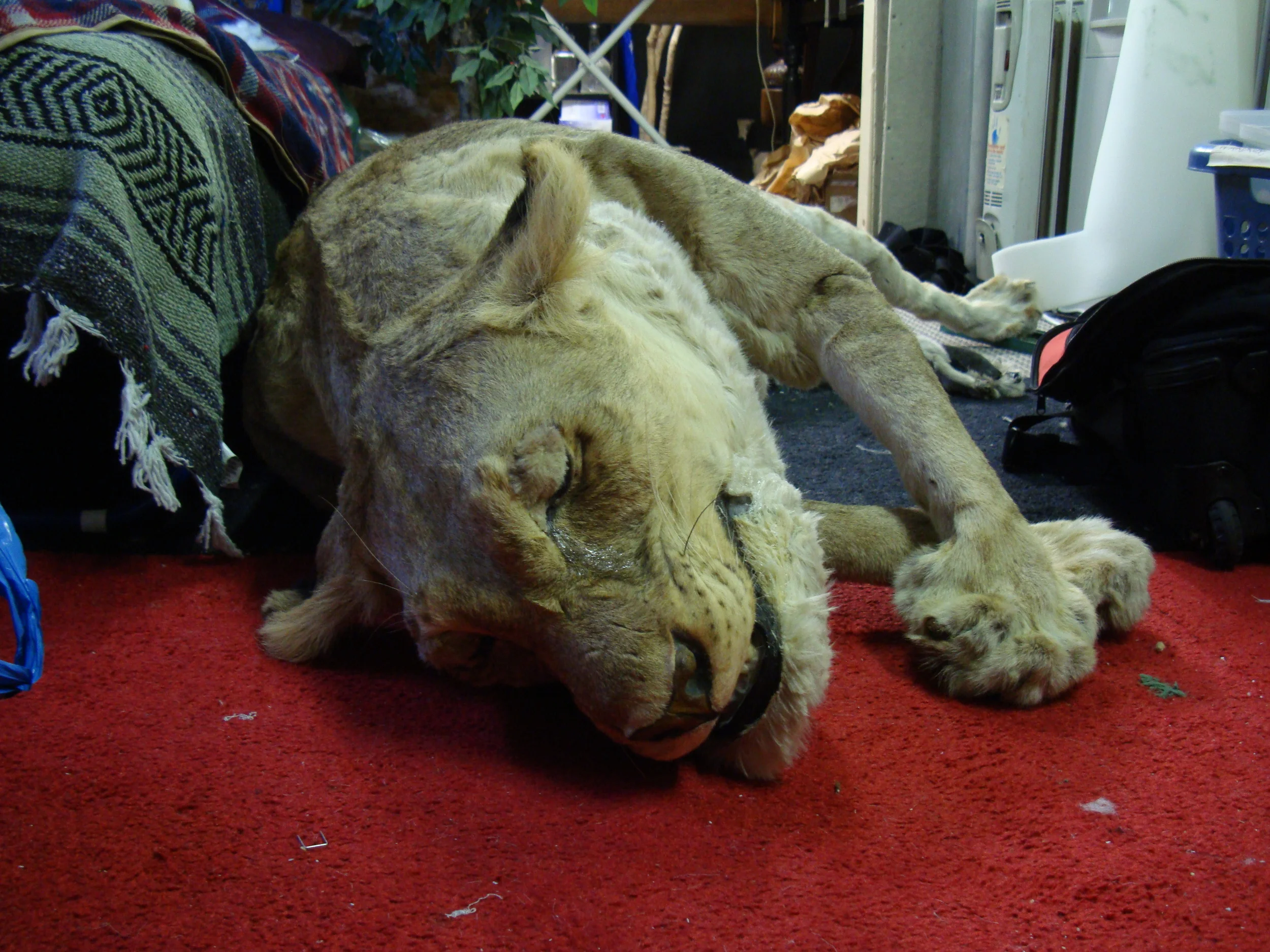 Dying Lion