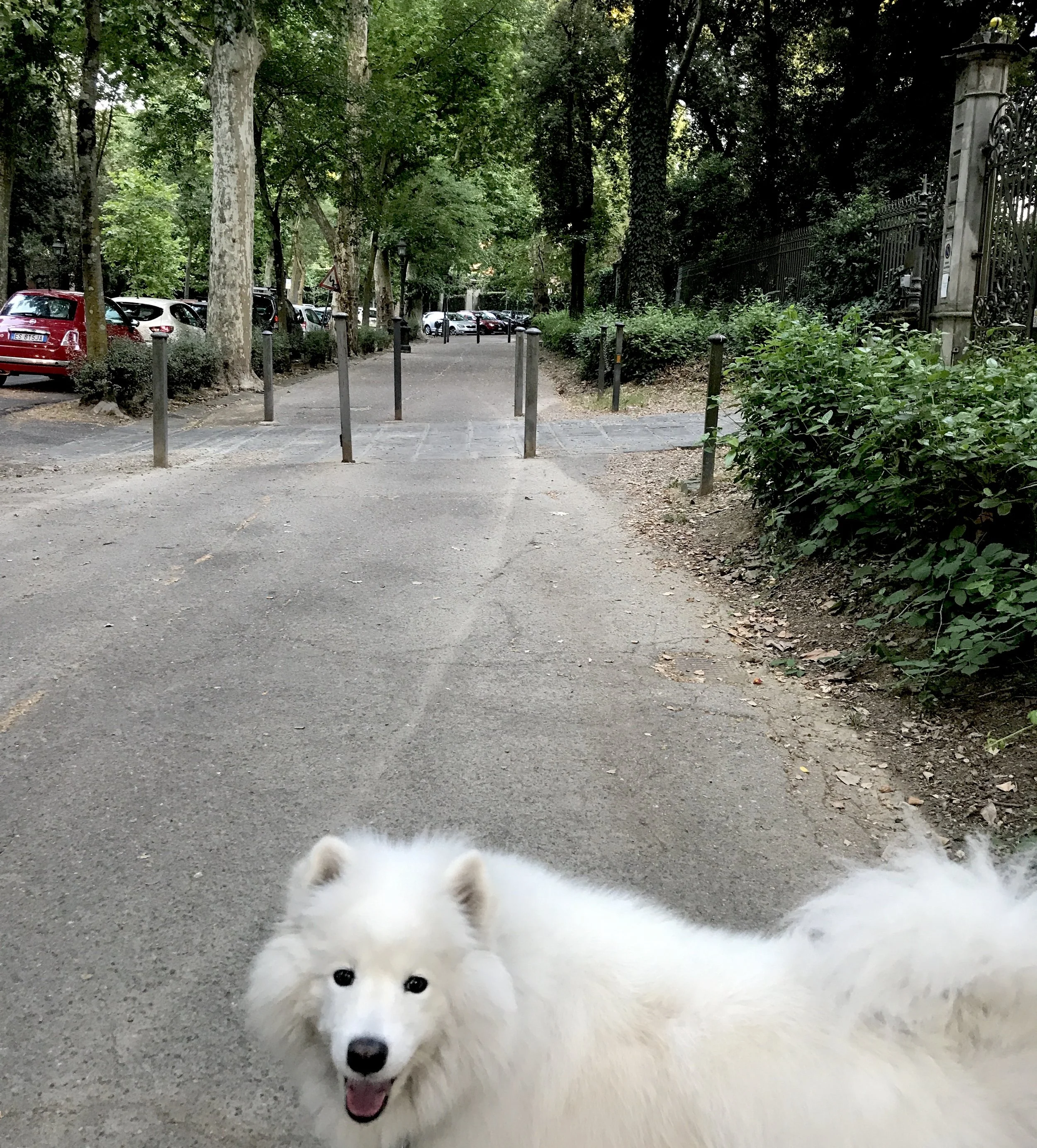 Yes, we brought our dog Samantha Rose - how could we not? Florence is dog-friendly in the extreme. I just wish our son were here, too...