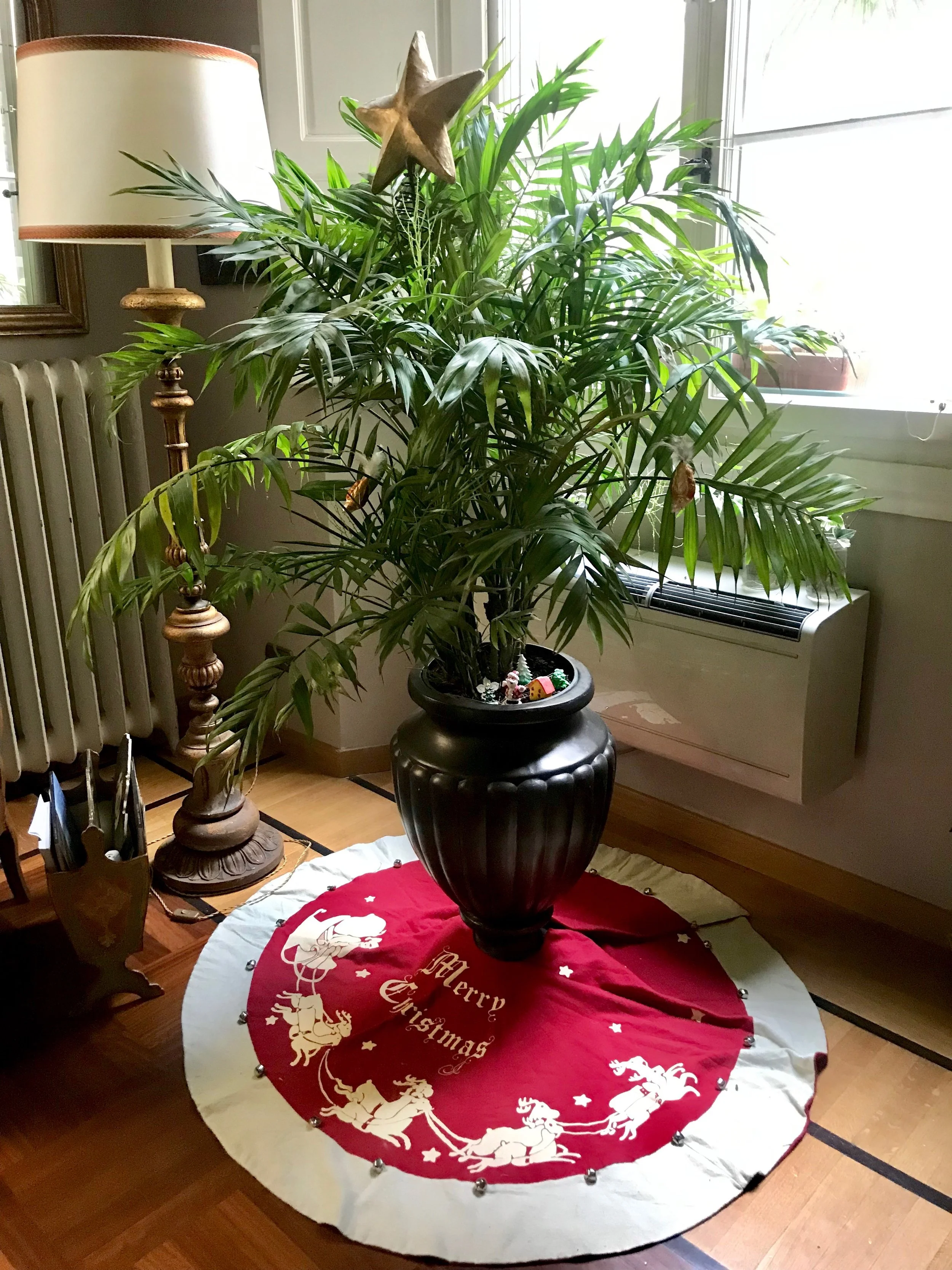 Our Christmas palm tree.