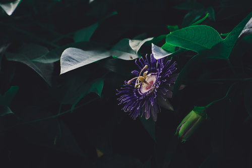 passion flower.jpeg