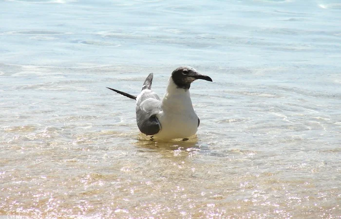 beach_96.JPG