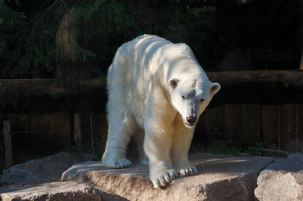 Catalin Burlacu Photography Blog