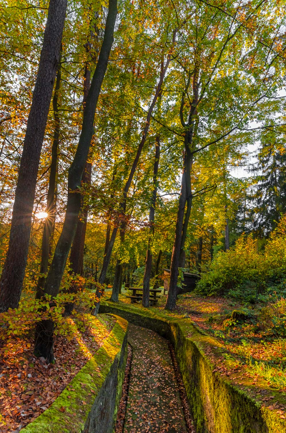 Fall colors Catalin Burlacu Luxembourg Photographer        .JPG