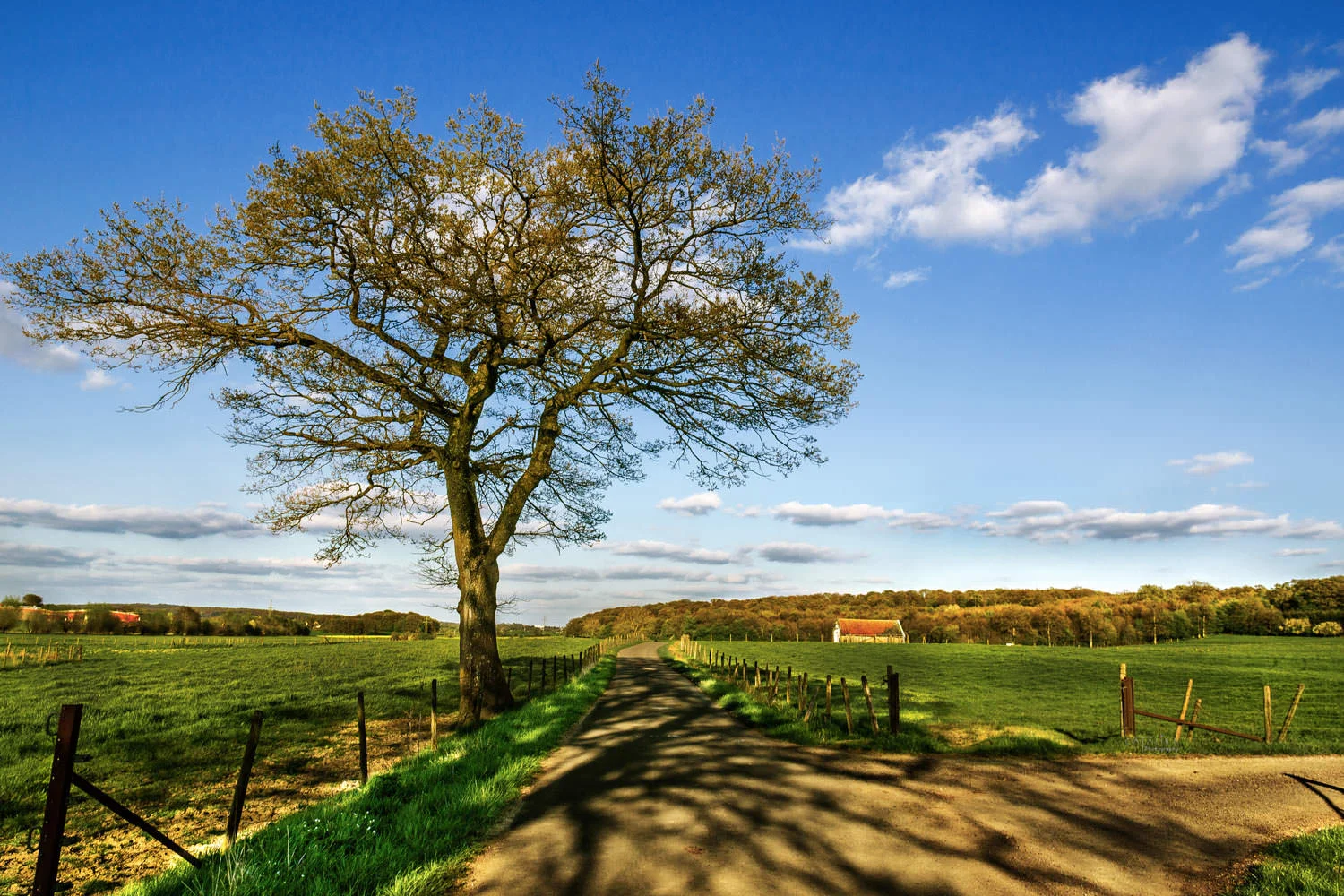 landscape-photo-luxembourg-tree-sky-grass.JPG