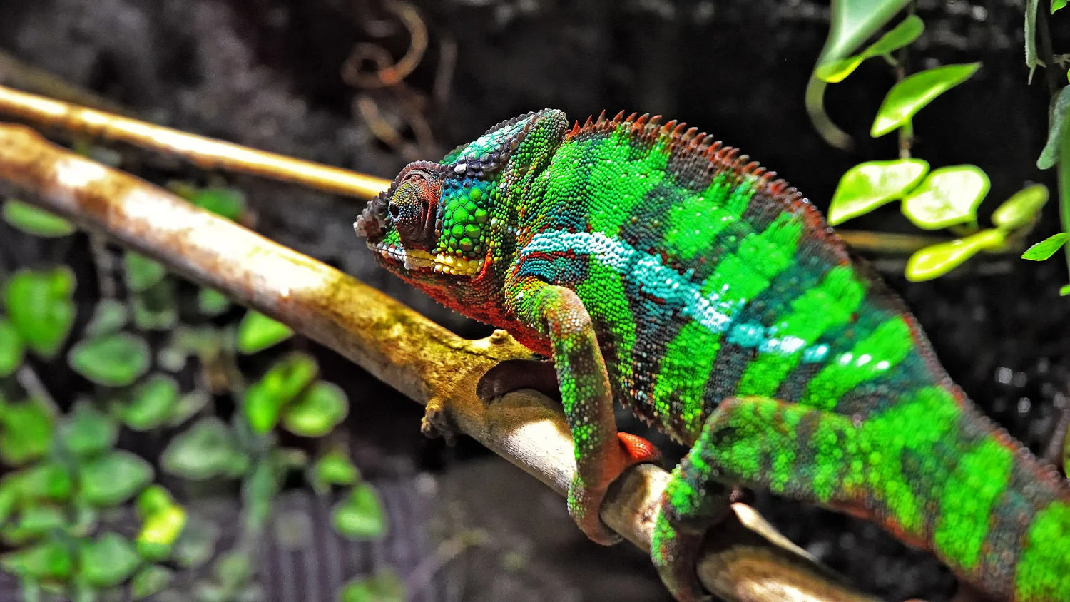 nature-photo-luxembourg-cameleon.JPG